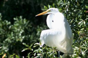 White Egret in Florida